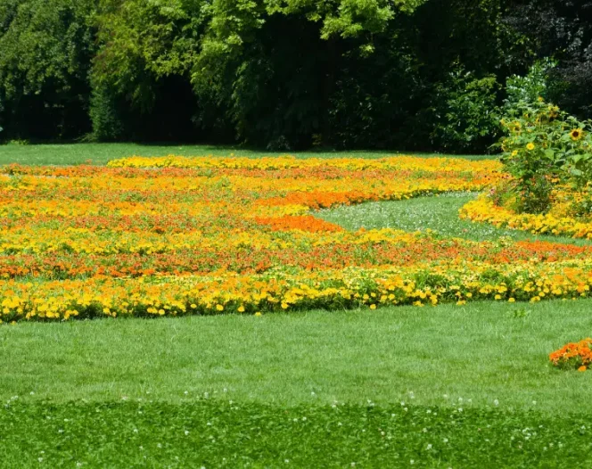 landscape tree service